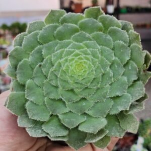 Aeonium Tabuliforme