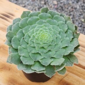 Aeonium Tabuliforme