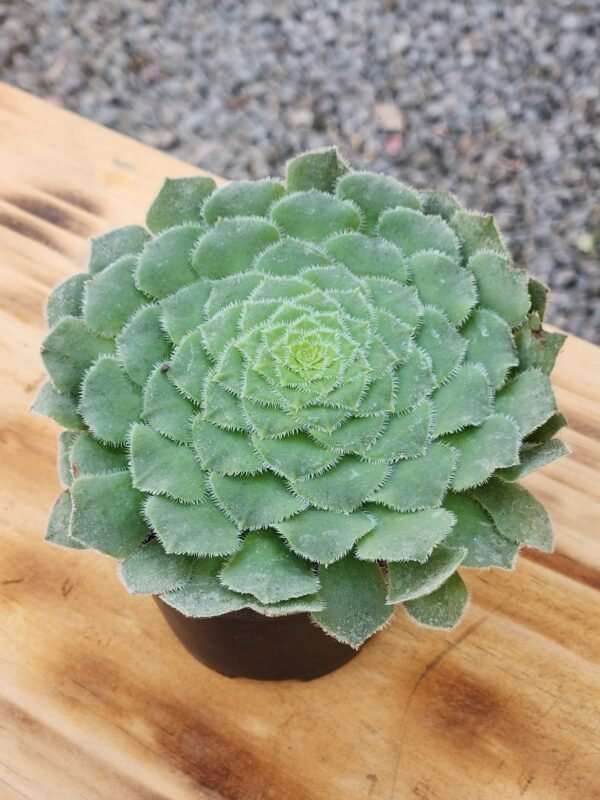 Aeonium Tabuliforme