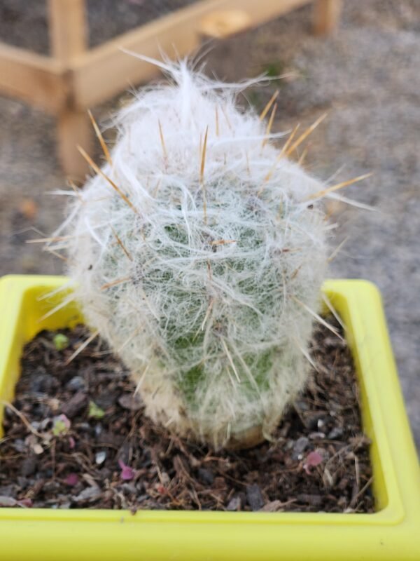 Oreocereus Trollii - Imagen 2