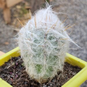 Oreocereus Trollii