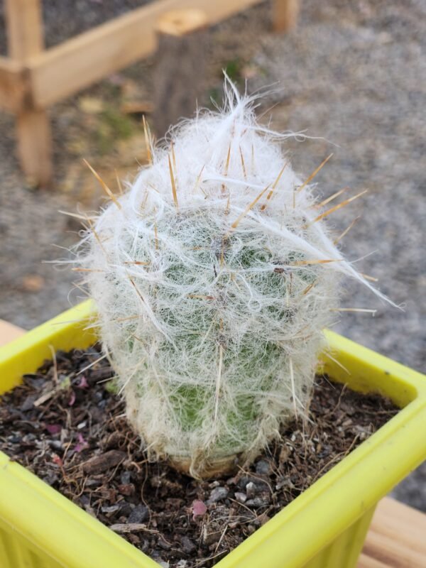 Oreocereus Trollii