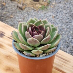 Echeveria Black Rose