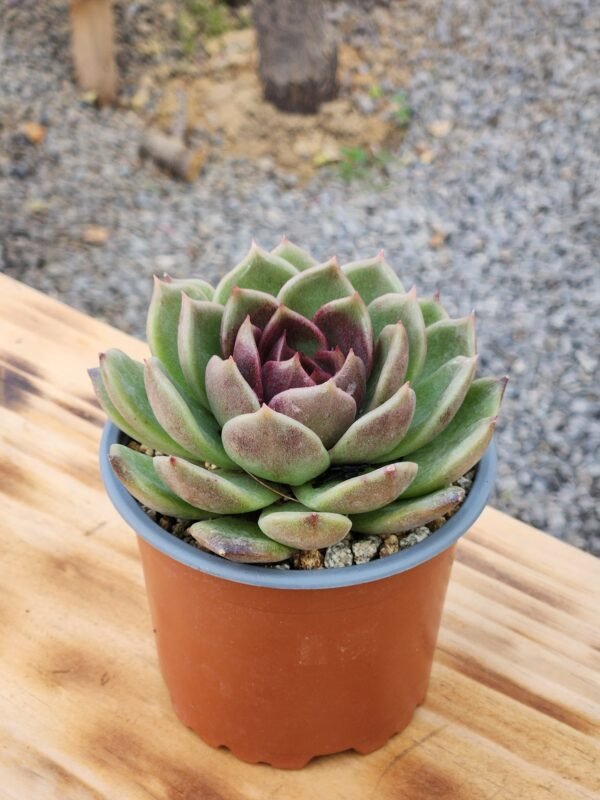 Echeveria Black Rose