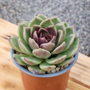 Echeveria Black Rose
