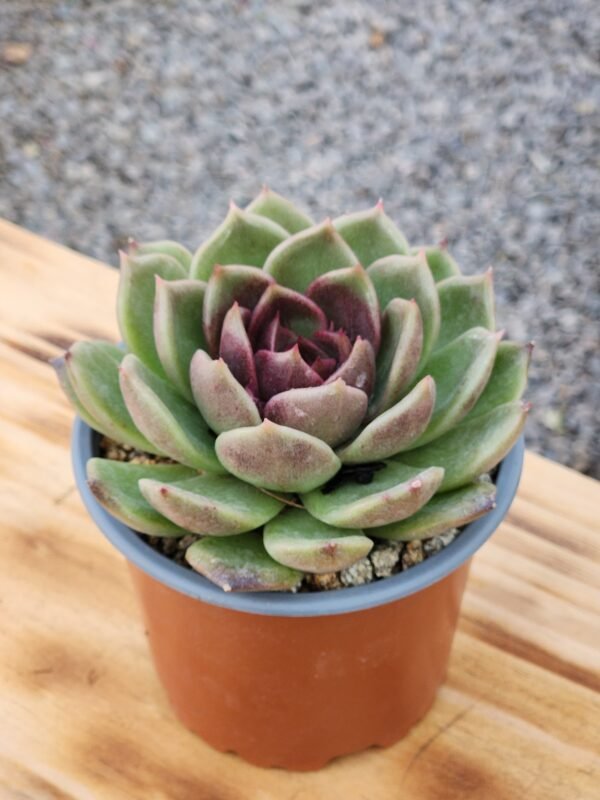 Echeveria Black Rose - Imagen 2