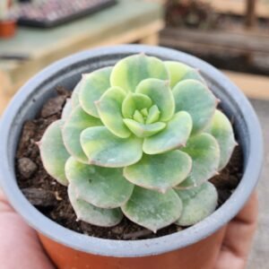 Echeveria Nicksana Variegada