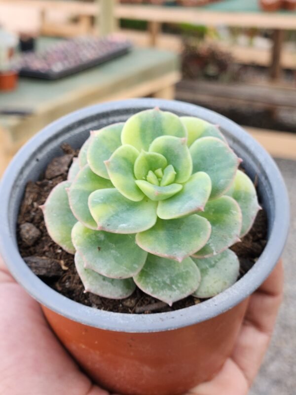 Echeveria Nicksana Variegada - Imagen 2