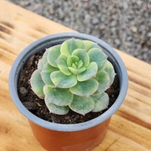 Echeveria Nicksana Variegada