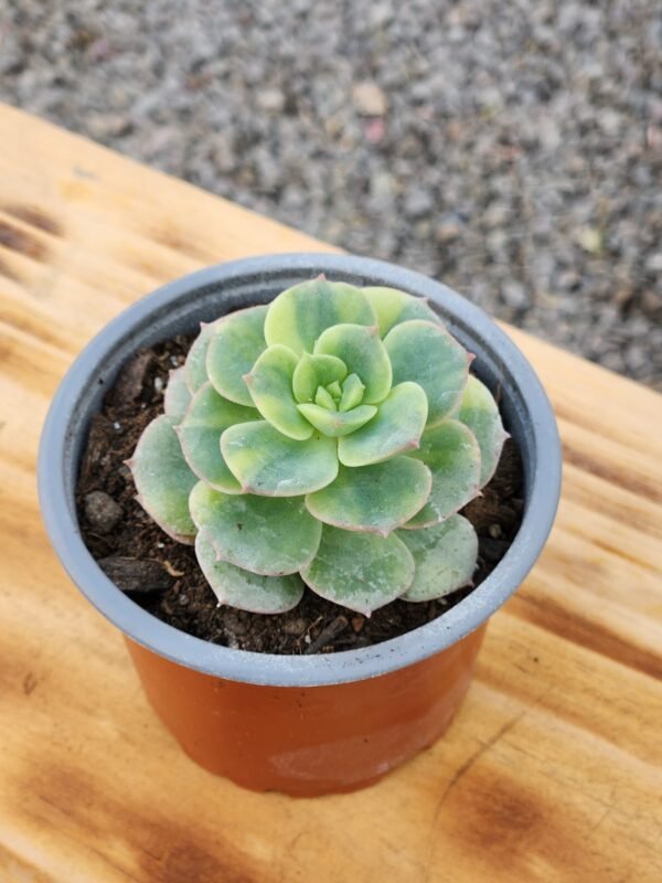 Echeveria Nicksana Variegada