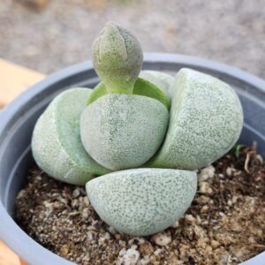 Pleispilos Nelii