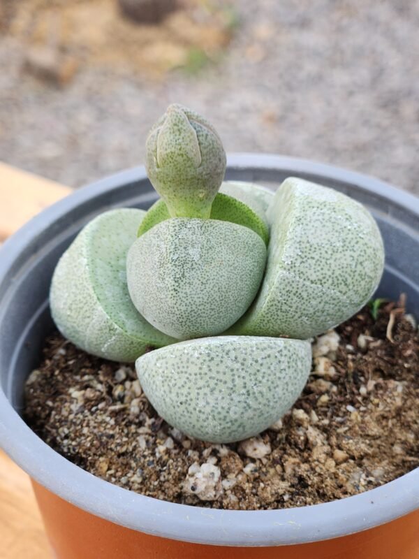 Pleispilos Nelii - Imagen 2