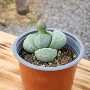 Pleispilos Nelii