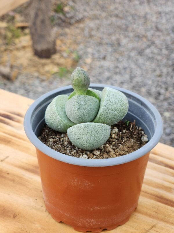 Pleispilos Nelii