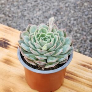 Echeveria Onslow