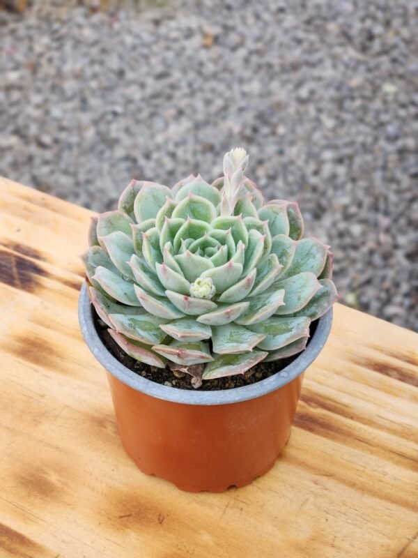Echeveria Onslow