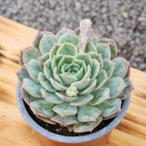 Echeveria Onslow