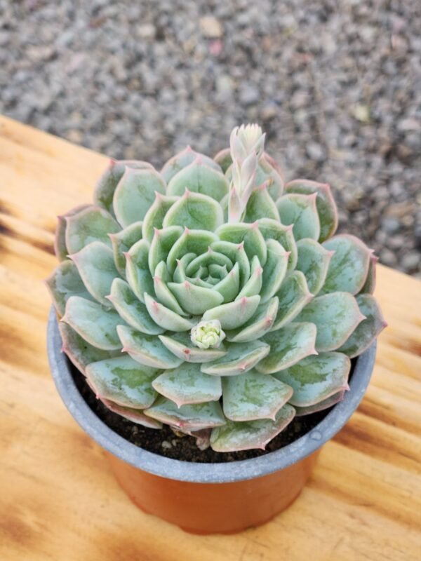 Echeveria Onslow - Imagen 2