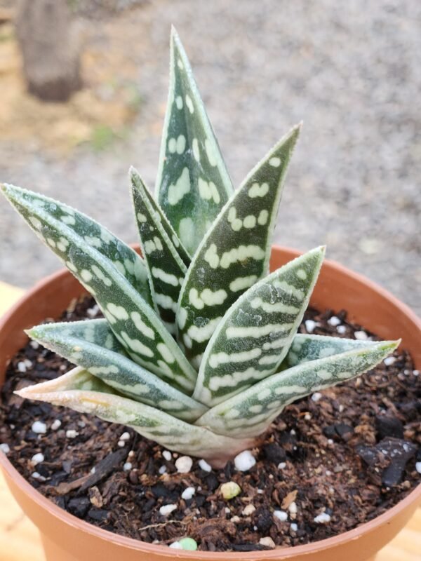 Aloe Variegata - Imagen 3