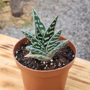 Aloe Variegata