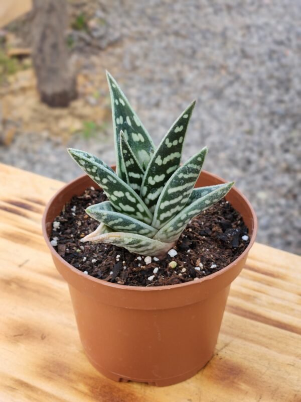 Aloe Variegata