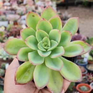 Echeveria Lawrence