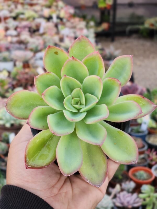 Echeveria Lawrence - Imagen 2
