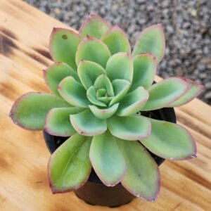 Echeveria Lawrence