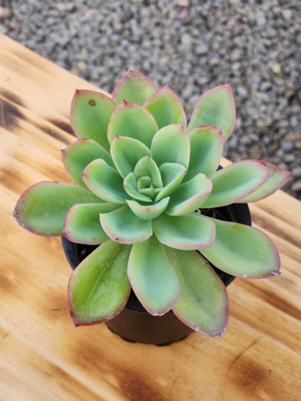 Echeveria Lawrence