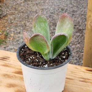 Kalanchoe Oricula