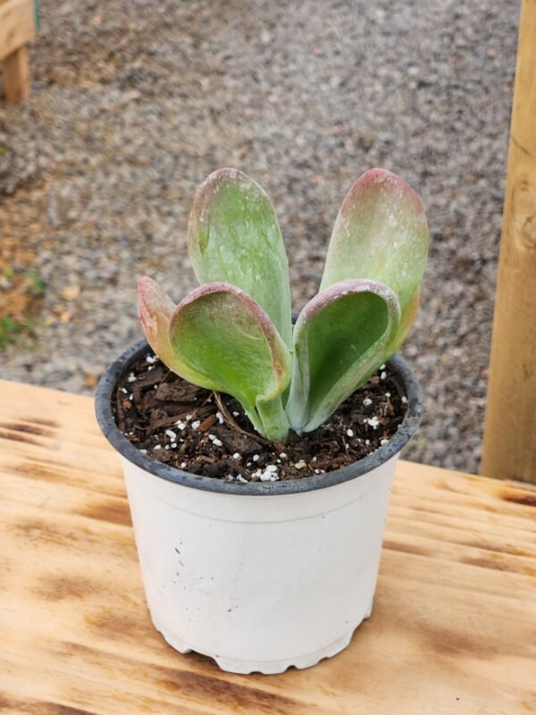 Kalanchoe Oricula - Imagen 2