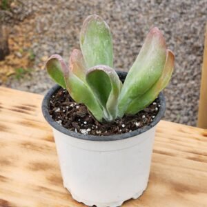 Kalanchoe Oricula