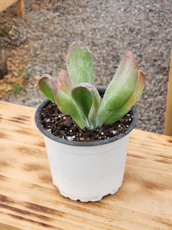 Kalanchoe Oricula