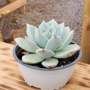 Echeveria Colorata Tapalpa - Tamaño XL
