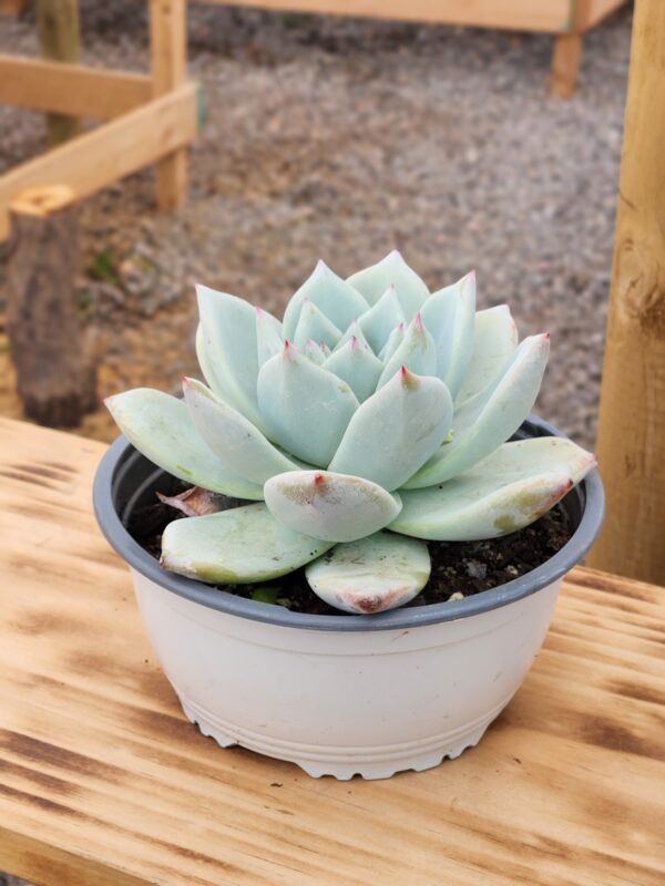 Echeveria Colorata Tapalpa - Tamaño XL