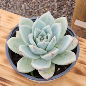 Echeveria Colorata Tapalpa - Tamaño XL