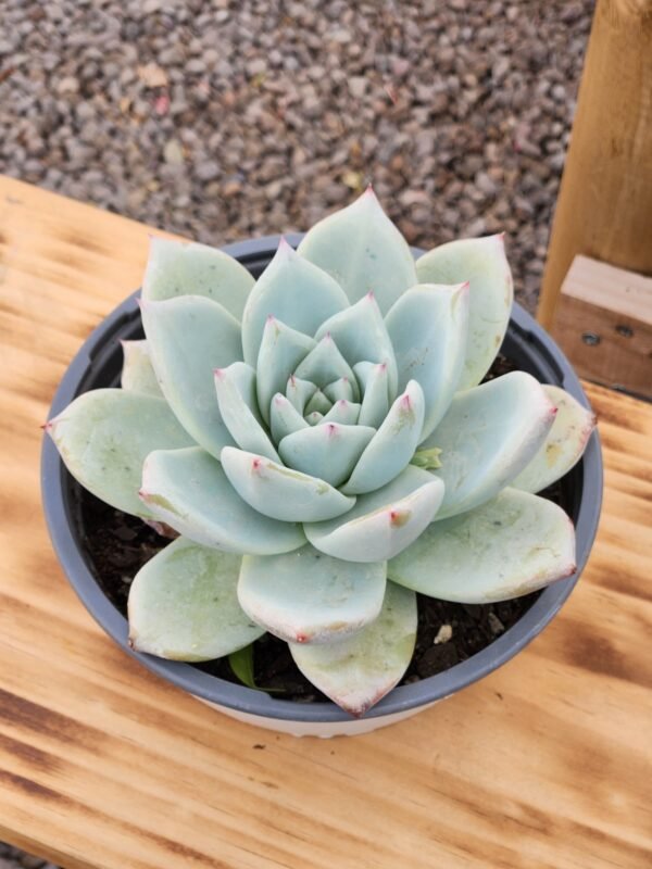Echeveria Colorata Tapalpa - Tamaño XL - Imagen 2