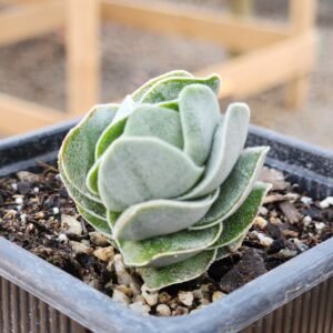 Crassula Ivory Pagoda