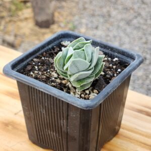 Crassula Ivory Pagoda