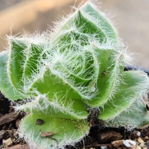 Crassula Barbata