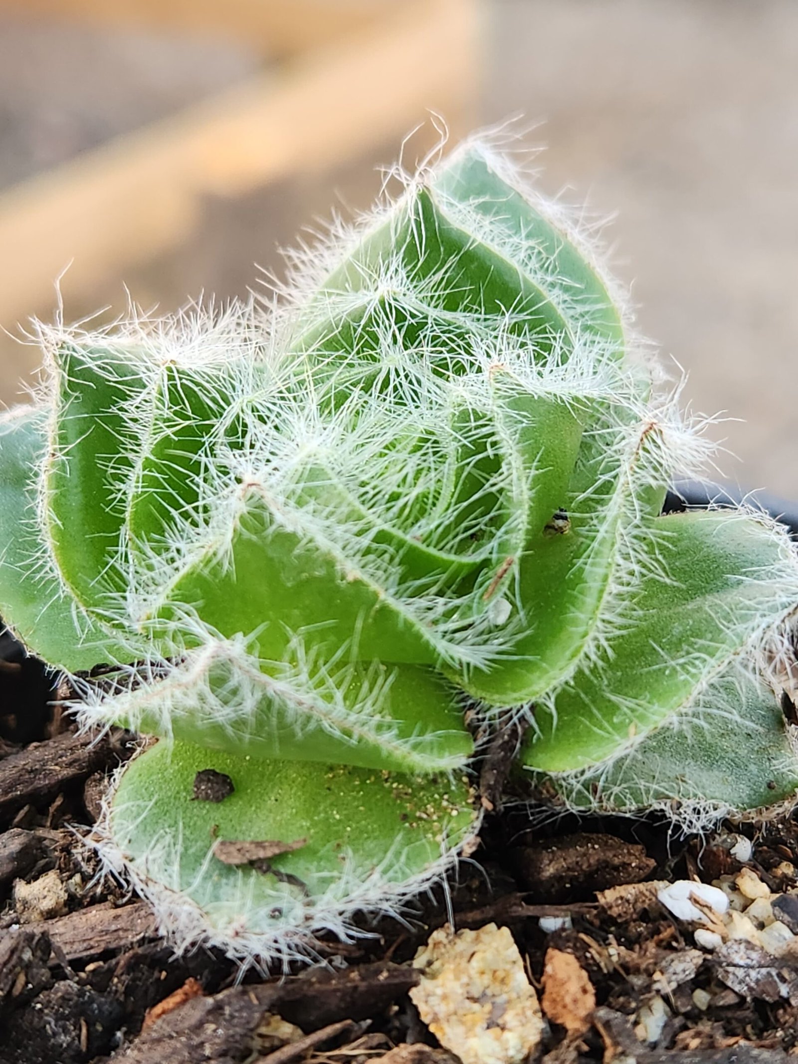 Crassula Barbata - Imagen 2