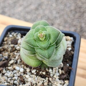 Crassula Hemisphaerica