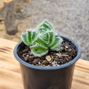 Crassula Barbata