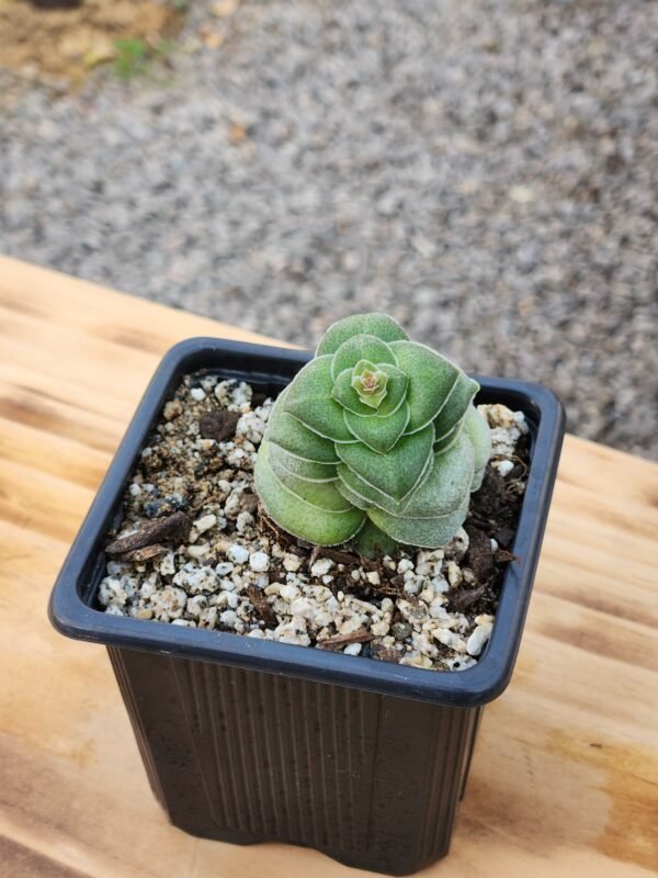 Crassula Hemisphaerica - Imagen 2