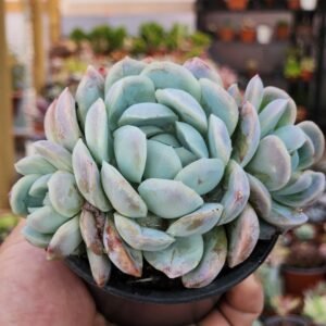Echeveria Elegans Giant