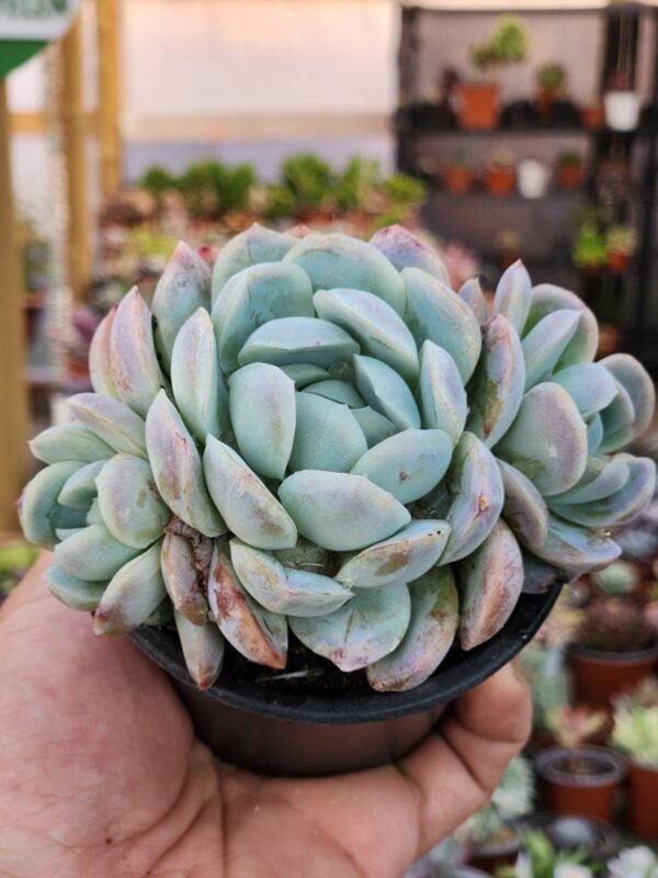 Echeveria Elegans Giant - Imagen 2