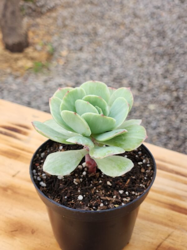Echeveria Mocha Variegata