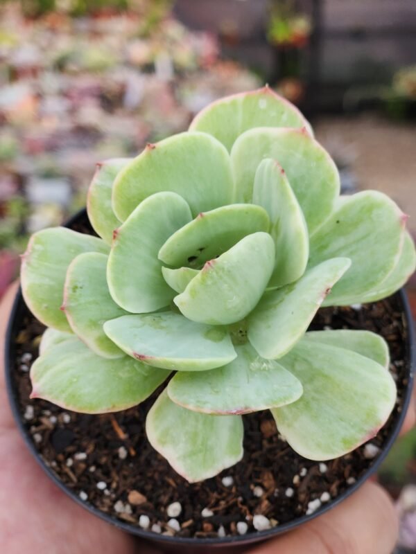 Echeveria Mocha Variegata - Imagen 2