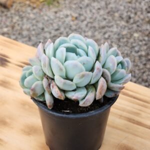 Echeveria Elegans Giant