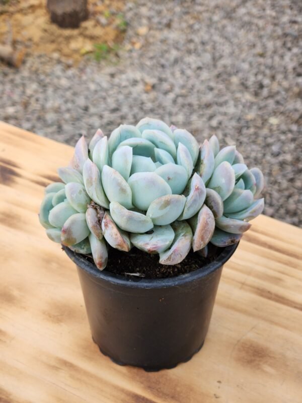 Echeveria Elegans Giant